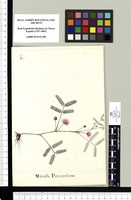 Mimosa Procumbens. Original drawing from Sessé & Mociño's Expedition (1787-1803)