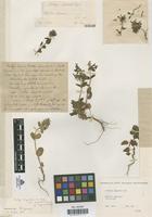 Type of Stachys lagascae Caballero [family LABIATAE]