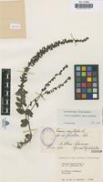 Type of Veronica serpyllifolia L. f. glandulosa Cab. [family SCROPHULARIACEAE]