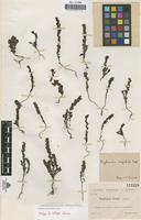 Isotype of Euphrasia eliae Sennen [family SCROPHULARIACEAE]