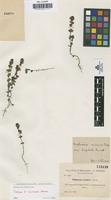 Isotype of Euphrasia nuriensis Sennen [family SCROPHULARIACEAE]