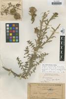 Lectotype of Carduus subcarlinoides Sennen & Pau [family COMPOSITAE]