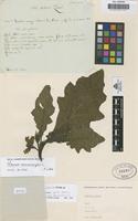 Type of Solanum zanoni Gouan [family SOLANACEAE]