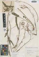 Type of Rumex acetosa L. var. patens Cab. [family POLYGONACEAE]