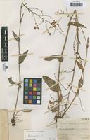 Type of Rumex platyphyllus Sennen & Pau [family POLYGONACEAE]