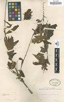 Type of Buena panamensis Cav. [family RUBIACEAE]