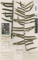 Type of Clementea palmiformis Cav. [family MARATTIACEAE]