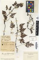 Type of Humata trifoliata Cav. [family DAVALLIACEAE]