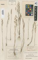 Type of Aira involucrata Cav. [family GRAMINEAE]
