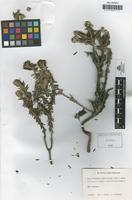 Isotype of Aster crassifolius Klatt [family COMPOSITAE]