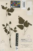 Filed as Rubus spectabilis Pursh [family ROSACEAE]