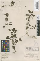Filed as Acalypha indica L. var. mexicana (M. Arg) Pax. et Hoffm. [family EUPHORBIACEAE]