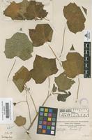 Filed as Jatropha curcas L. [family EUPHORBIACEAE]