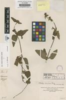 Original material of Stachys coccinea Jacq. [family LABIATAE]