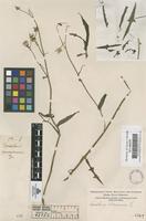 Original material of Sonchus oleraceus L. [family COMPOSITAE]
