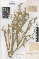 Original material of Avena sativa L. [family GRAMINEAE]