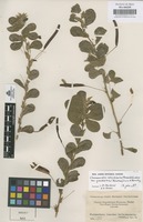 Original material of Chamaecrista rotundifolia (Pers.) Greene var. grandiflora (Benth.) Irwin & Barneby [family LEGUMINOSAE-CAESALPINIOIDEAE]