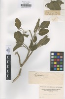 Filed as Datura inoxia Mill. [family SOLANACEAE]