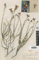 Type of Linum narbonense L. var. afrum Pau & Font Quer [family LINACEAE]
