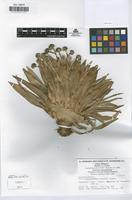 Isotype of Paepalanthus alpinus Koern [family ERIOCAULACEAE]