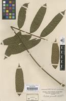 Original material of Talisia pinnata (Ruiz & Pav.) Radlk. [family SAPINDACEAE]