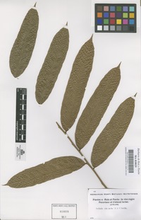 Original material of Talisia pinnata (Ruiz & Pav.) Radlk. [family SAPINDACEAE]