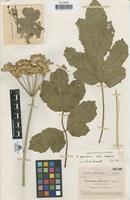 Type of Heracleum ceretanum Sennen [family UMBELLIFERAE]