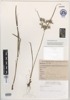 Filed as Cyperus sphacelatus Rottb. [family CYPERACEAE]