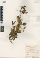 Type of Serjania meridionalis Cambess. var. cuezzio F. A. Barkley [family SAPINDACEAE]