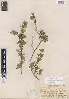 Isotype of Hedyotis degeneri Fosberg var. degeneri Fosberg [family RUBIACEAE]