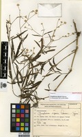 Isotype of Gomphrena riparia Pedersen [family AMARANTHACEAE]