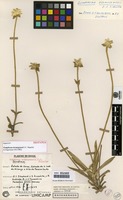 Isotype of Gomphrena hermogenesii J.C. Siqueira [family AMARANTHACEAE]