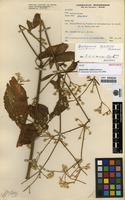 Isotype of Quaternella confusa Pedersen [family AMARANTHACEAE]