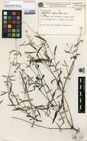 Holotype of Gomphrena riparia Pedersen [family AMARANTHACEAE]