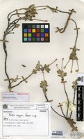 Holotype of Pfaffia argyrea Pedersen [family AMARANTHACEAE]