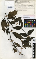 Holotype of Lecosia oppositifolia Pedersen [family AMARANTHACEAE]