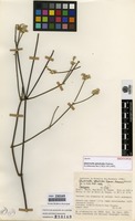 Isotype of Quaternella ephedroides Pedersen [family AMARANTHACEAE]