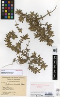 Isotype of Guilleminea chacoensis Pedersen [family AMARANTHACEAE]