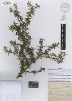 Isotype of Gonzalagunia discolor Standl. var. danielis J.H. Kirkbr. [family RUBIACEAE]