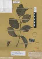 Isotype of Banisteriopsis inebrians C.V.Morton [family MALPIGHIACEAE]