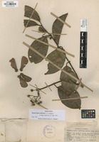 Isotype of Banisteriopsis inebrians C.V.Morton [family MALPIGHIACEAE]