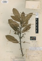 Isotype of Brunellia boqueronensis Cuatrec. [family BRUNELLIACEAE]
