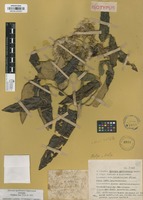 Isotype of Gynoxys apollinaris Cuatrec. [family ASTERACEAE]