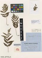 Syntype of Todea africana F.Muell. var. litophylla [family OSMUNDACEAE]
