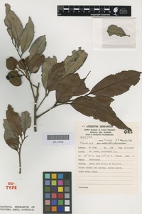 Isotype of Toechima monticola S.T.Reynolds [family SAPINDACEAE]