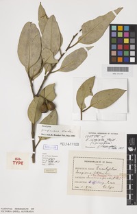 Isotype of Eucalyptus isingiana Maiden [family MYRTACEAE]