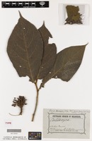 Isotype of Ficus bernaysii King [family MORACEAE]