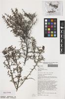 Isotype of Bossiaea barbarae J.H.Ross [family FABACEAE]