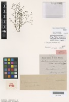 Syntype of Galium parisiense Ewart and Jean White var. australe [family RUBIACEAE]