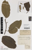 Isotype of Morus excelsa Welw. [family MORACEAE]